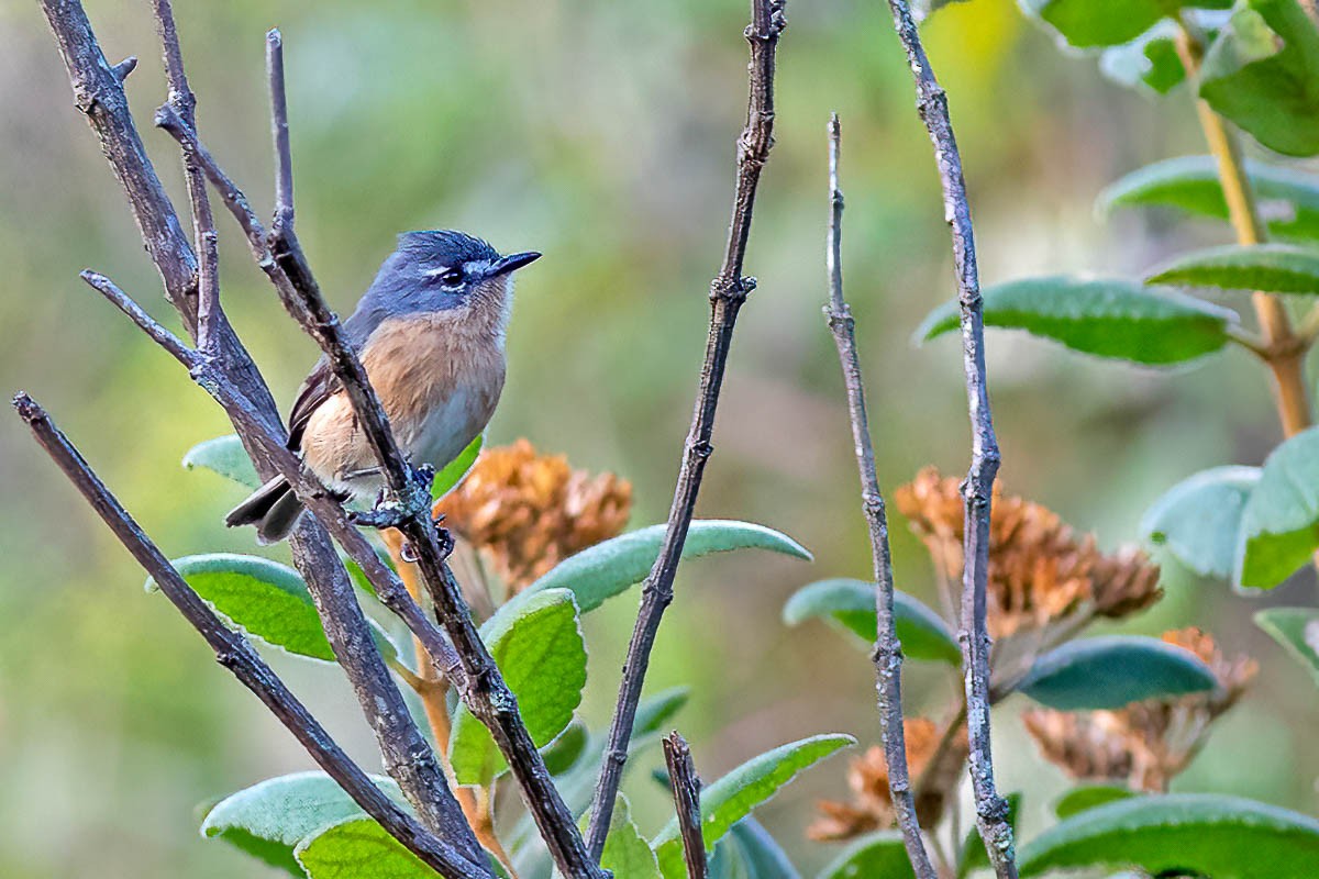 Gray-backed Tachuri - Fábio Giordano