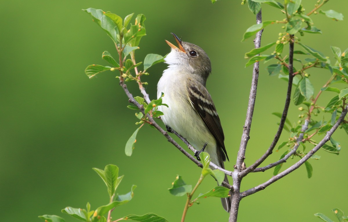 Alder Flycatcher - ML455933711