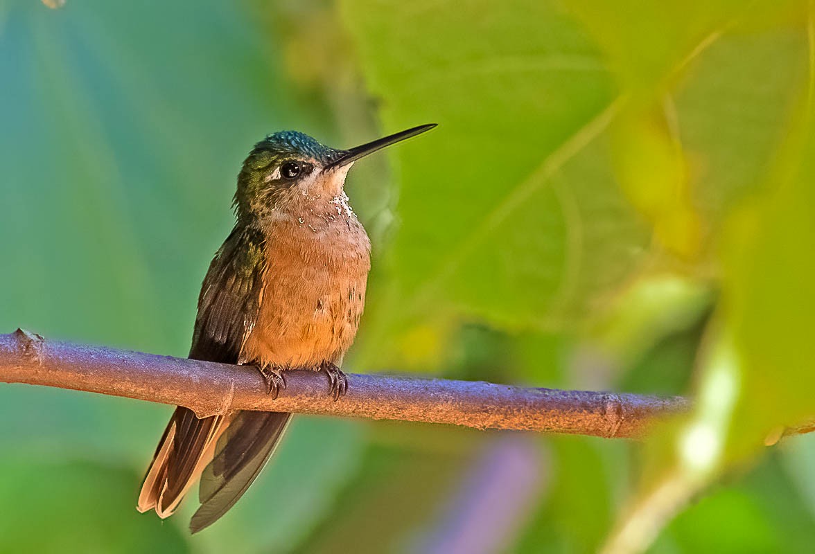 Colibri rubis-émeraude - ML455933951