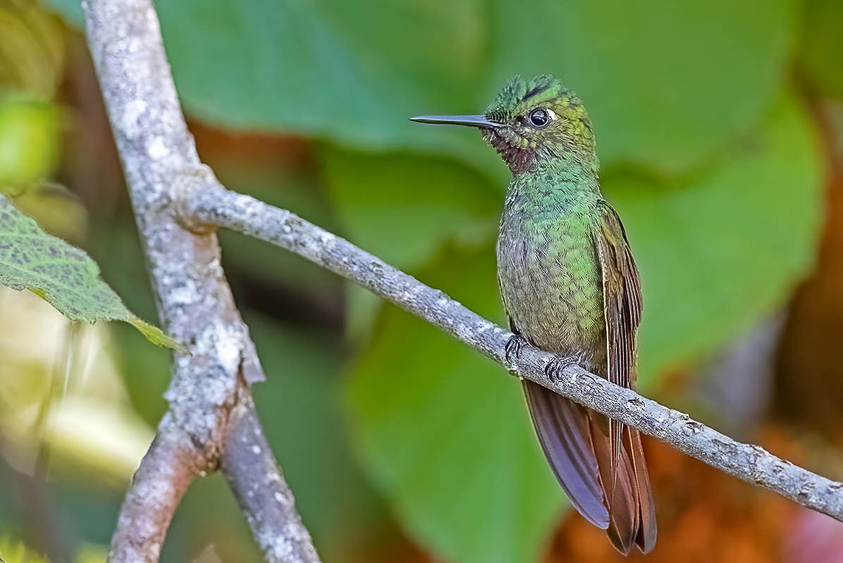 Colibri rubis-émeraude - ML455933961