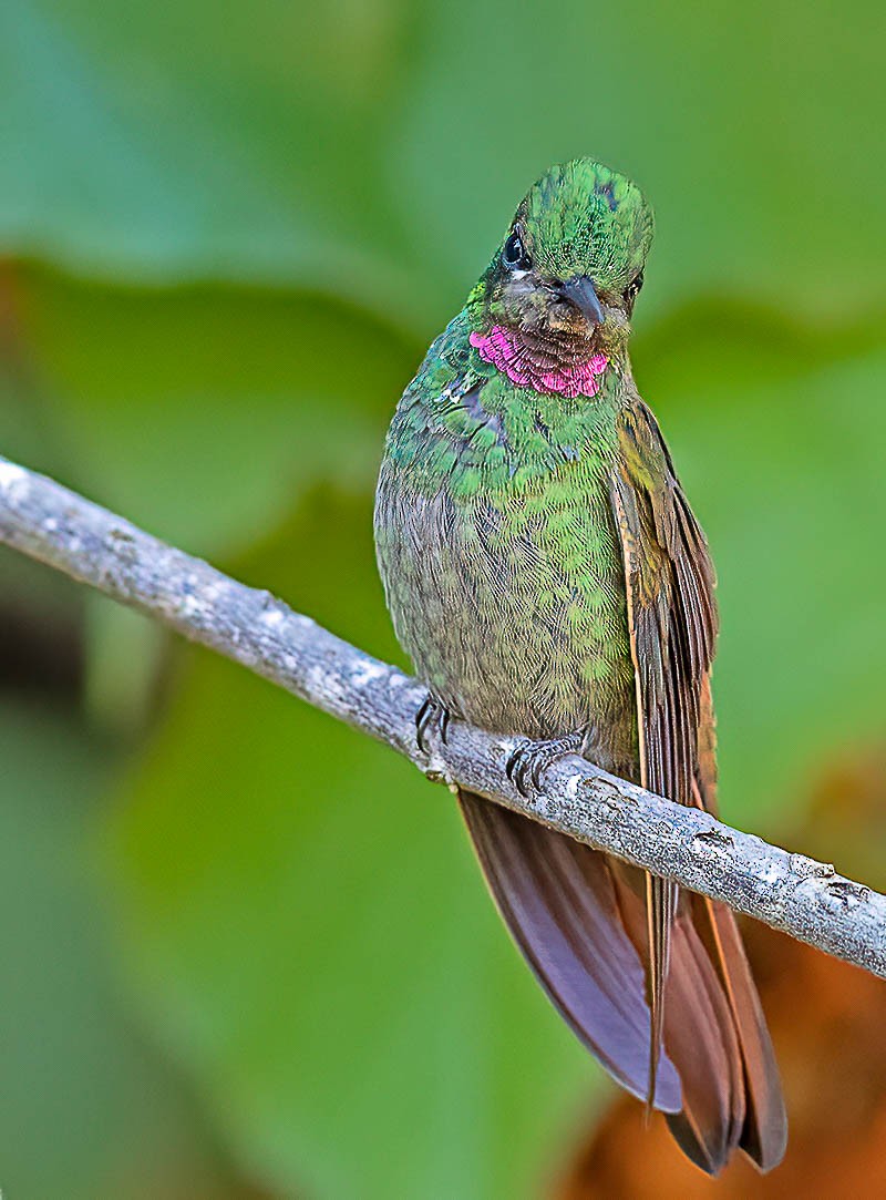 kolibřík brazilský - ML455933971