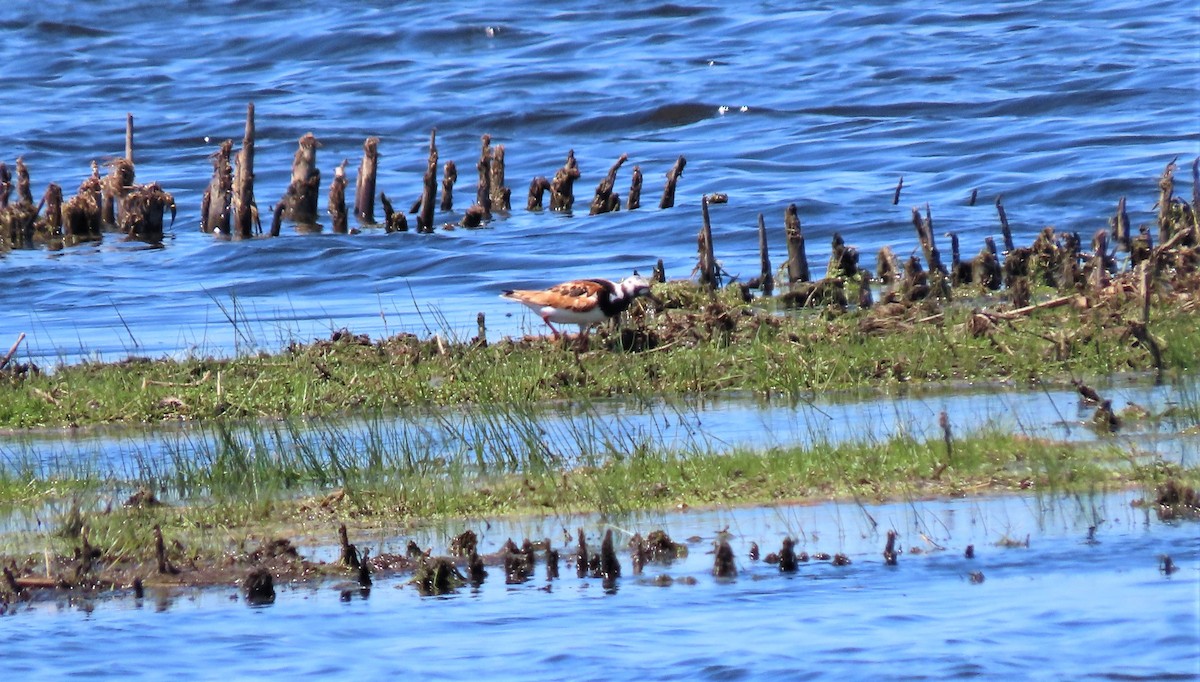 Ruddy Turnstone - ML455934271