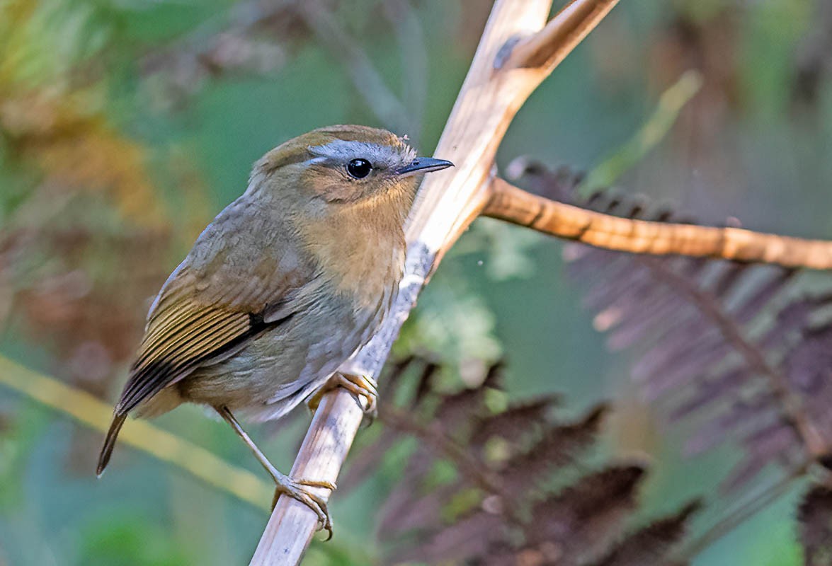 Rufous Gnateater - Fábio Giordano