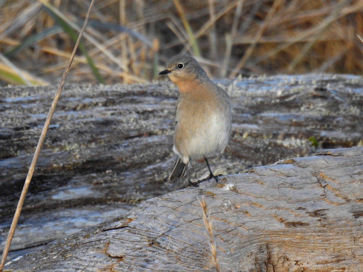 Mountain Bluebird - Jody  Wells