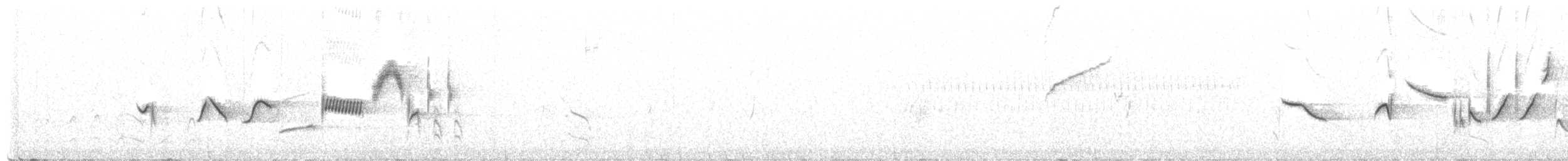 revespurv (megarhyncha gr.) (tykknebbrevespurv) - ML455937761