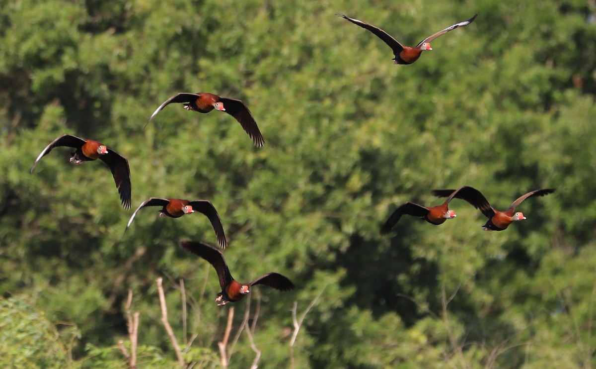 Black-bellied Whistling-Duck (fulgens) - ML455939121