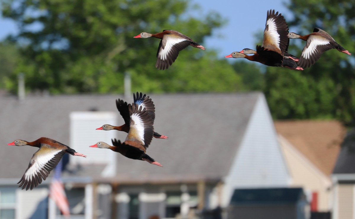 Black-bellied Whistling-Duck (fulgens) - ML455939181