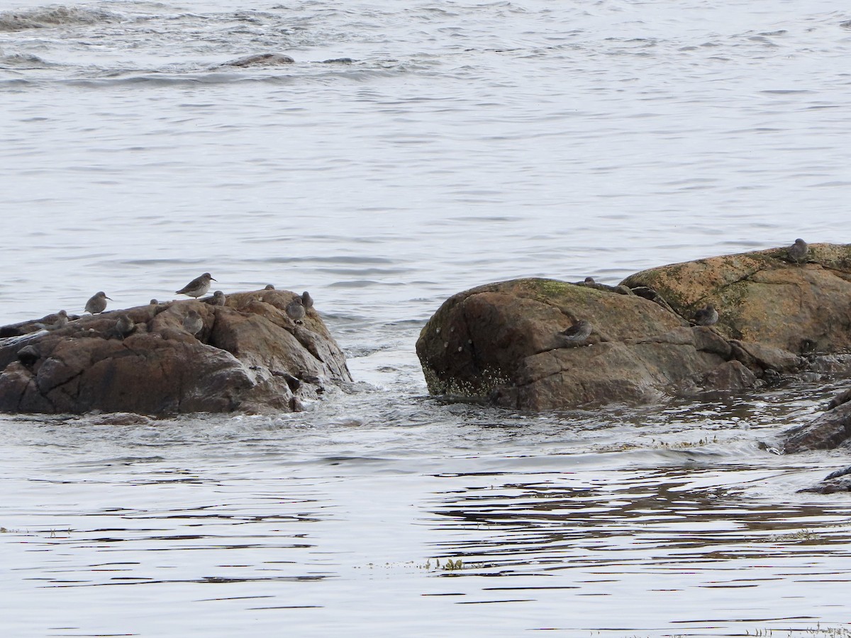 Meerstrandläufer - ML455940021