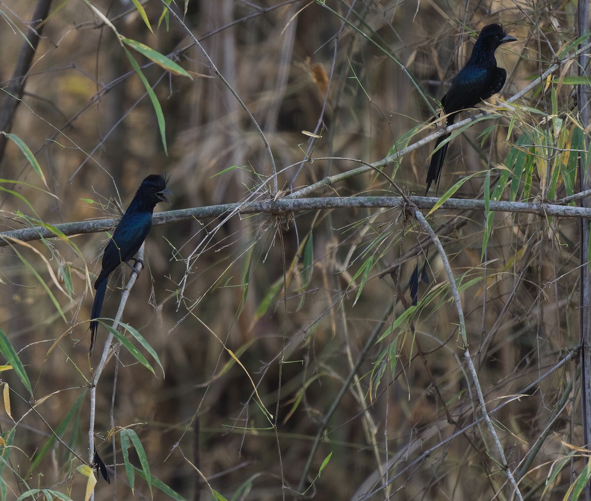 Greater Racket-tailed Drongo - ML455940701