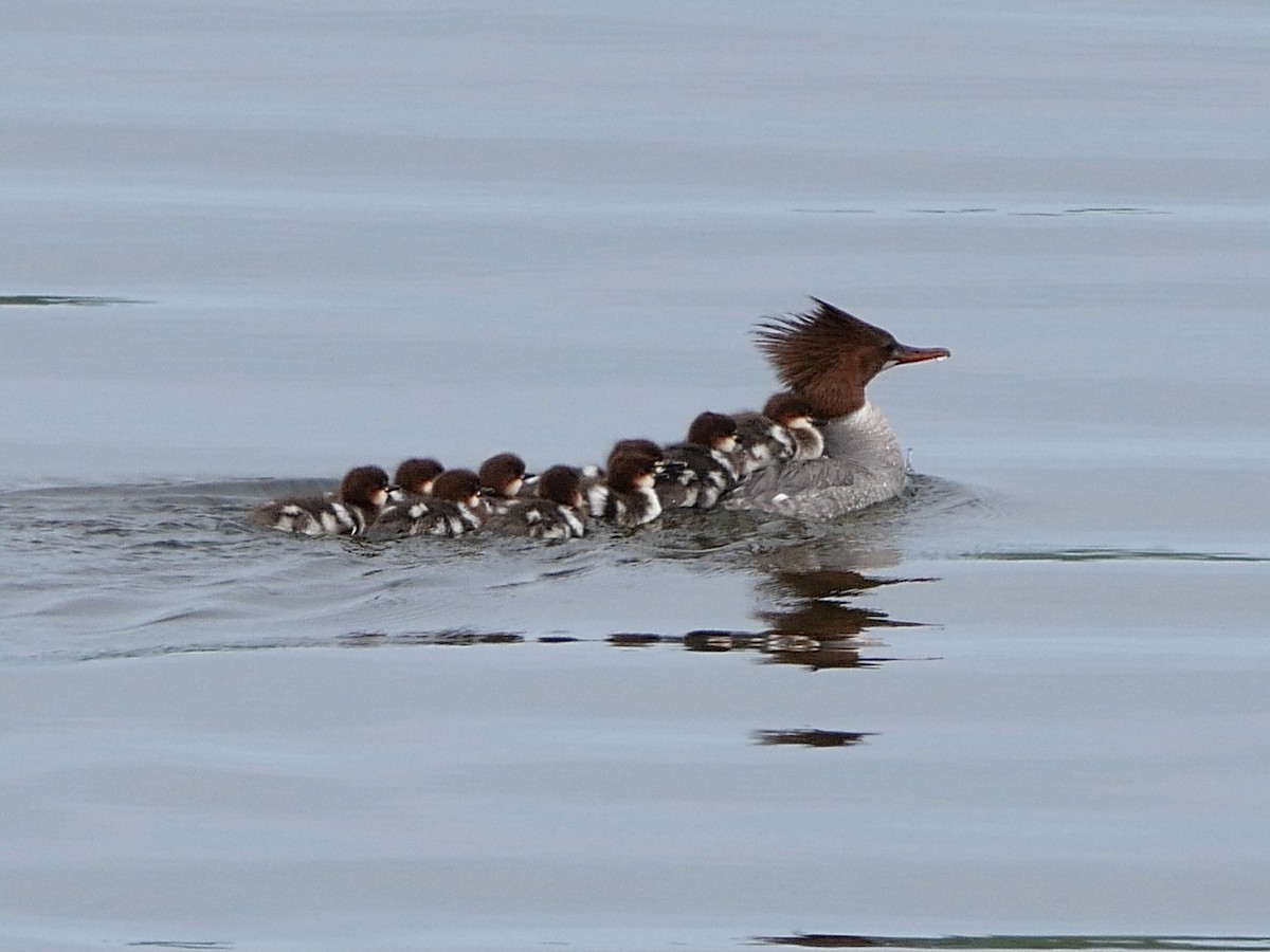 Common Merganser - ML455941891