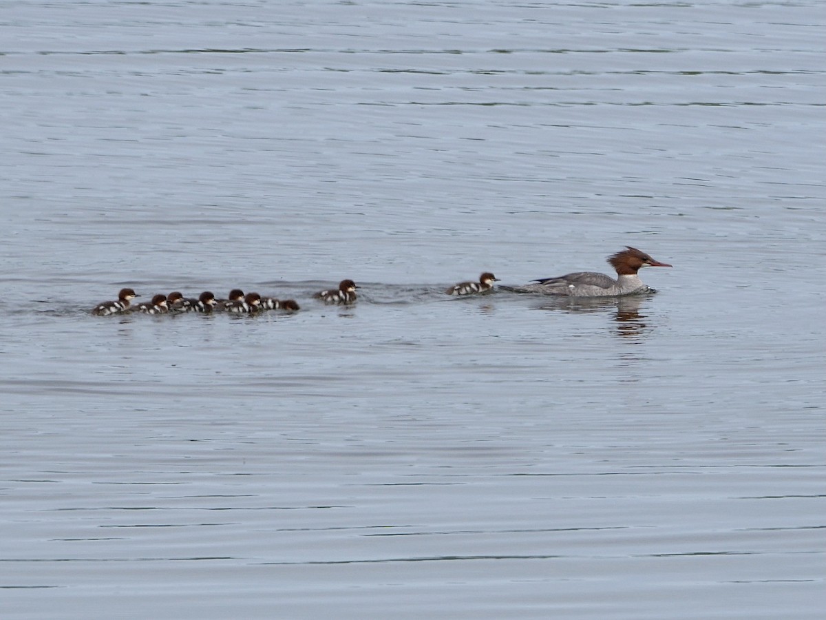 Common Merganser - ML455941901