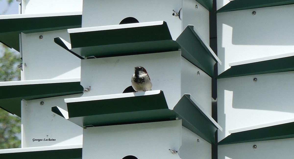 Оронгийн бор шувуу - ML455942371