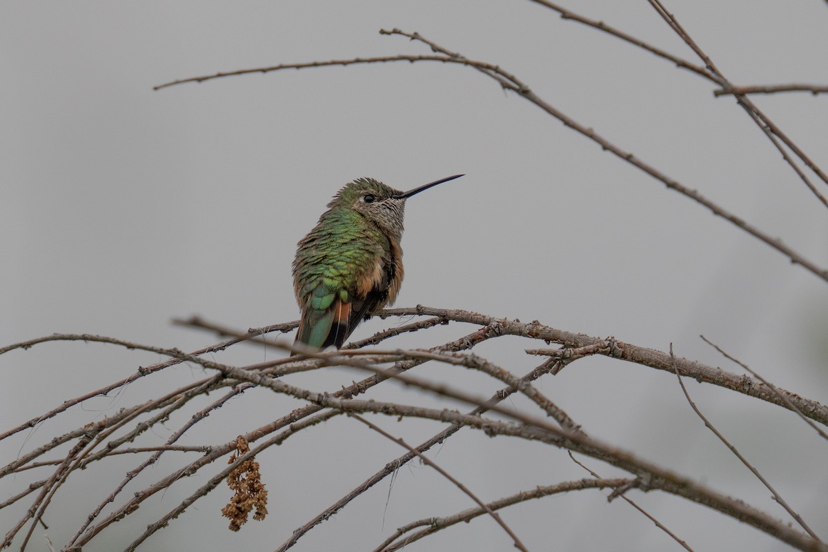 Broad-tailed Hummingbird - ML455942481