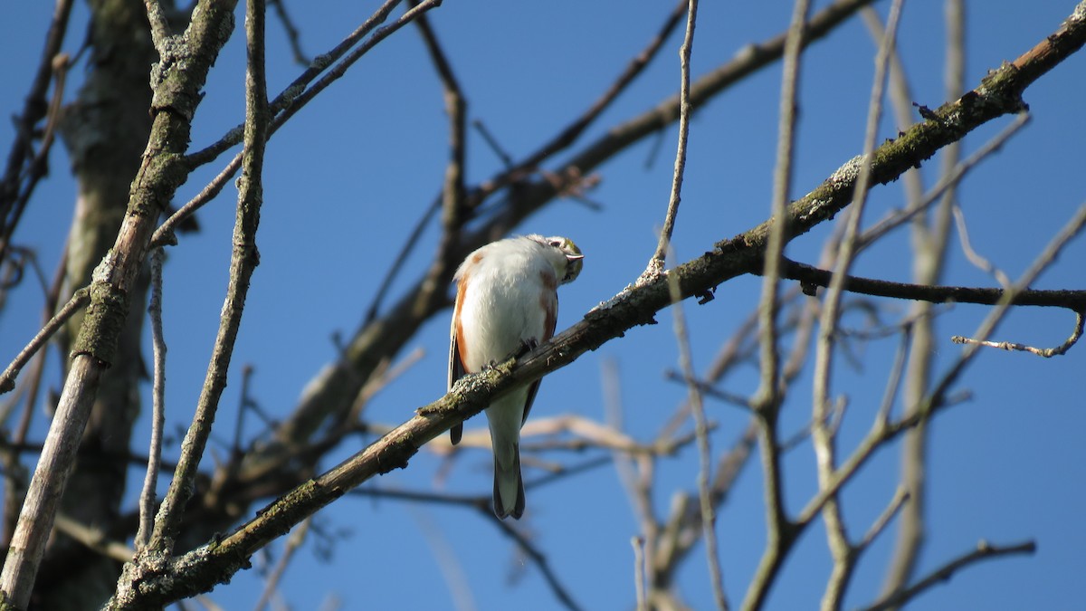 Chestnut-sided Warbler - ML455943091