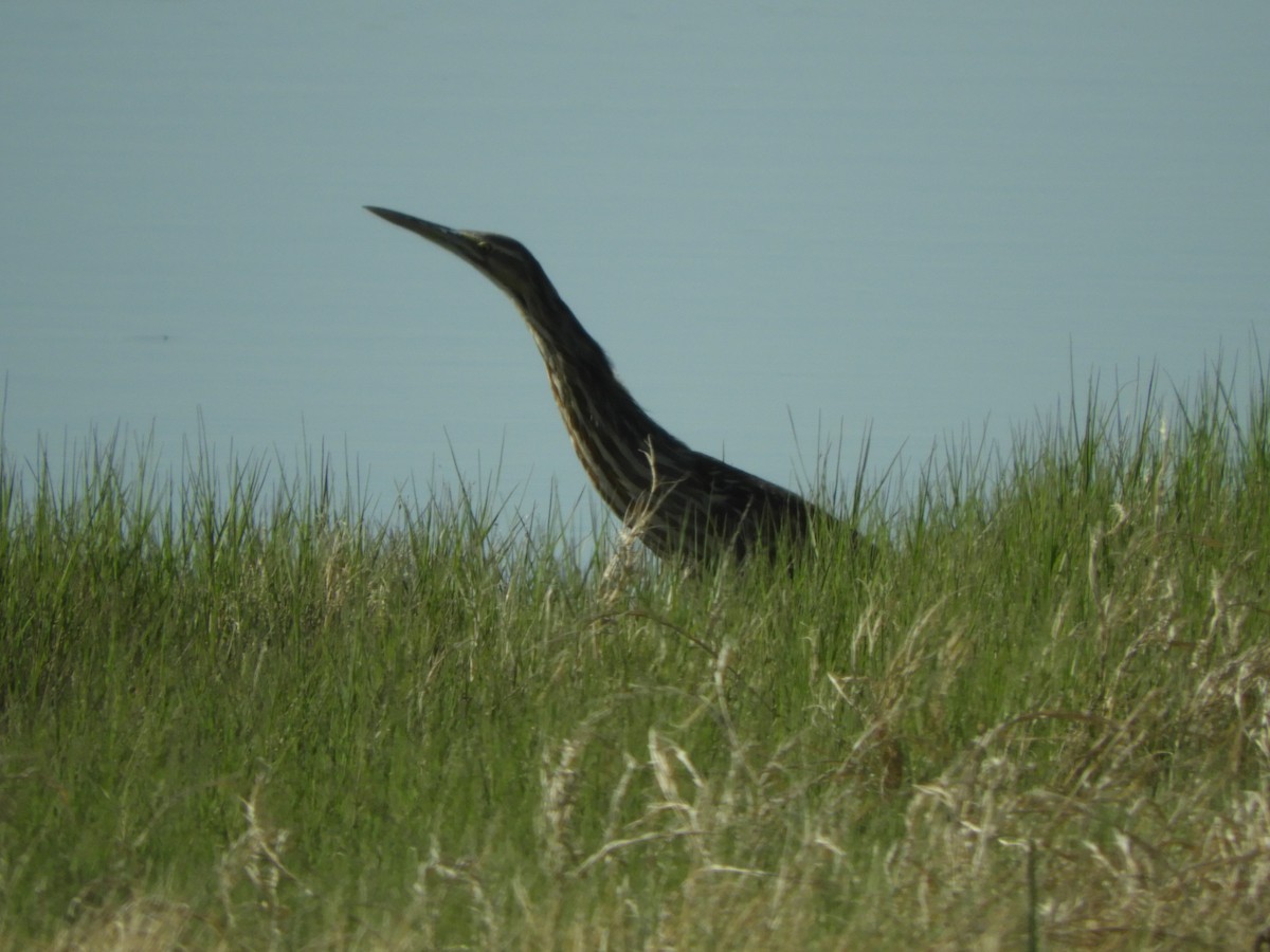 American Bittern - ML455945021