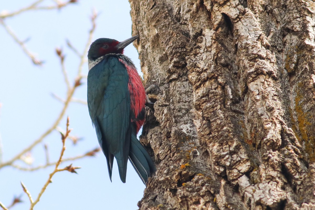 Lewis's Woodpecker - ML455945521