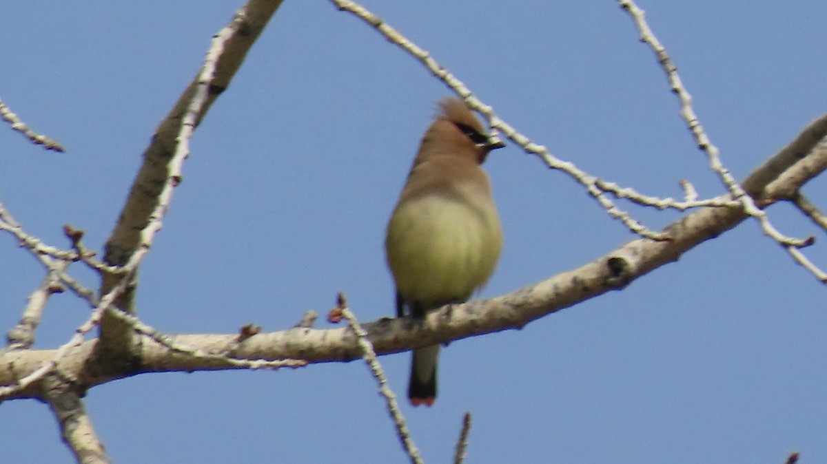 Cedar Waxwing - ML455945591