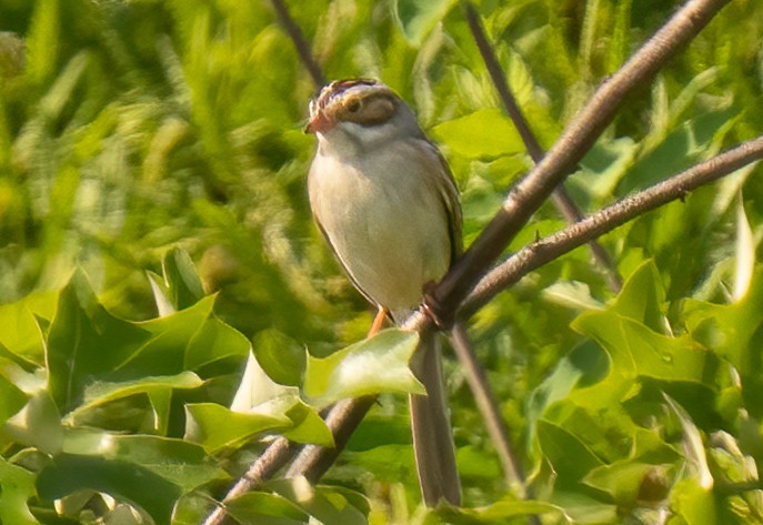 Clay-colored Sparrow - ML455946361