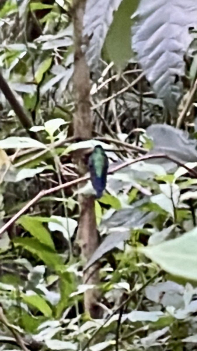 kolibřík fialovotemenný - ML455947011