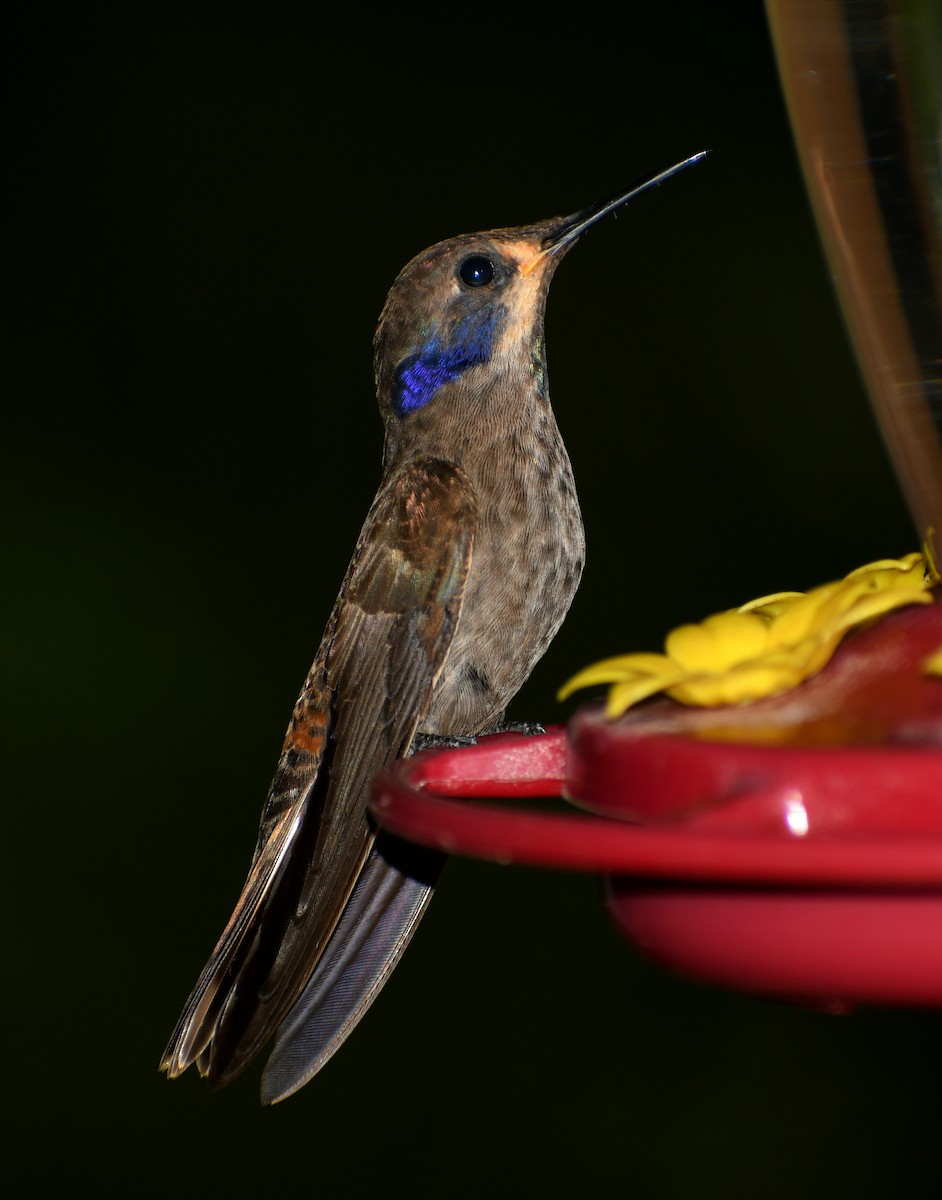 Brown Violetear - ML455947021