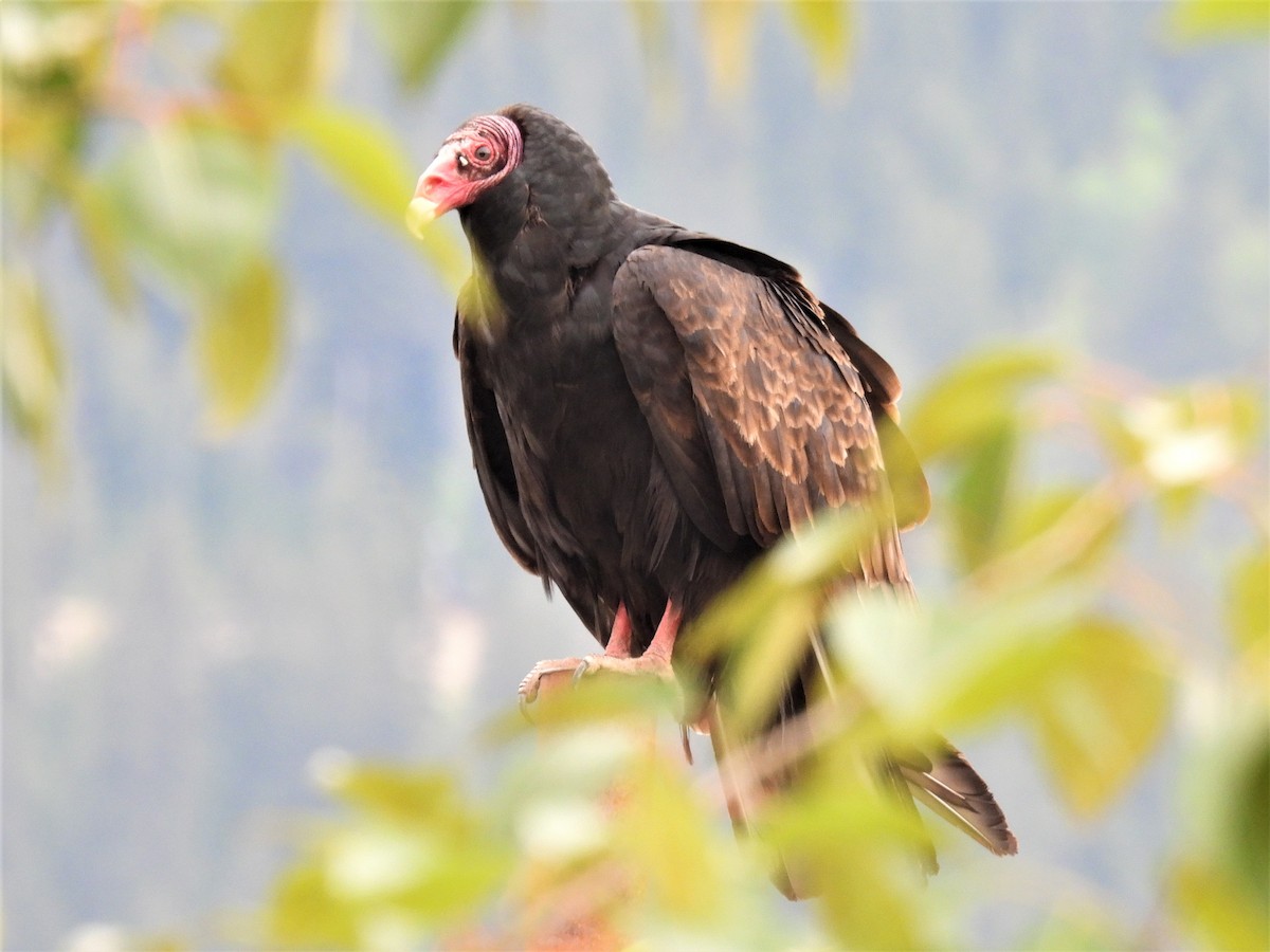 Turkey Vulture - ML455947231