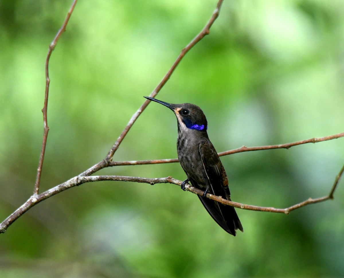 Brown Violetear - ML455947561