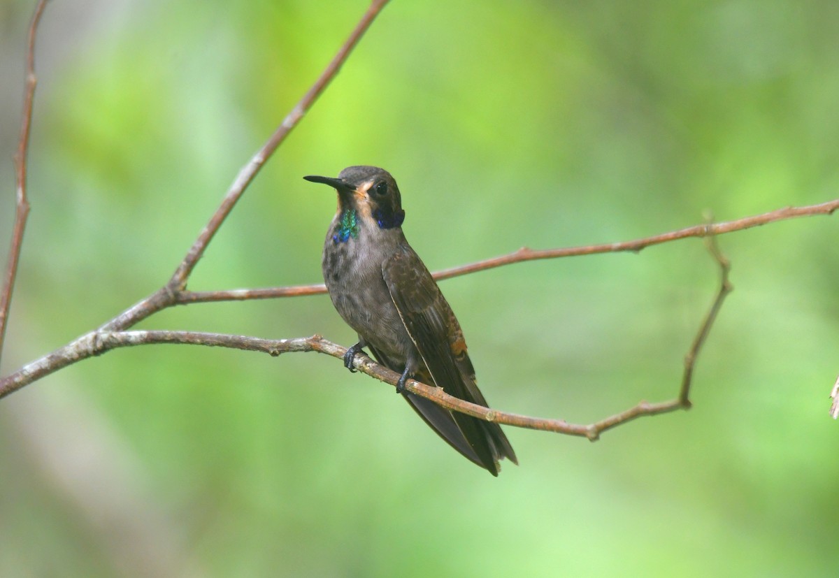 Brown Violetear - ML455947571