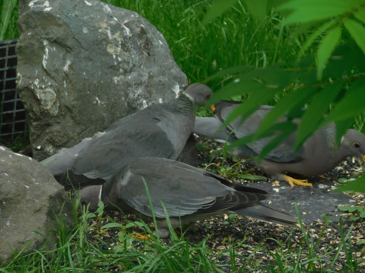 Pigeon à queue barrée - ML455948111
