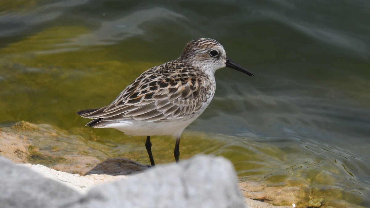 Semipalmated Sandpiper - Dominic Sherony