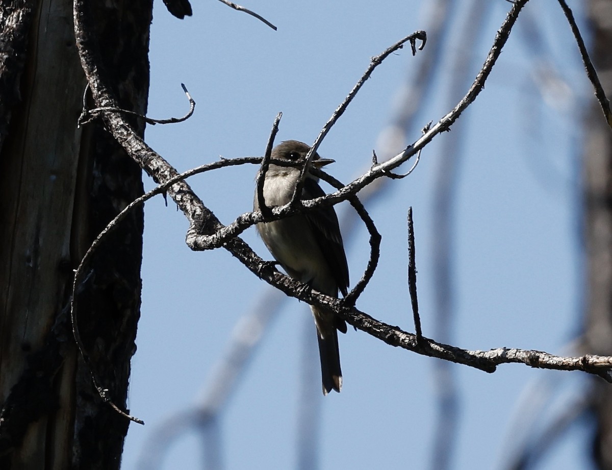 Western Wood-Pewee - Steve and Cyndi Routledge