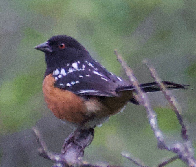 Spotted Towhee - Asher Perla