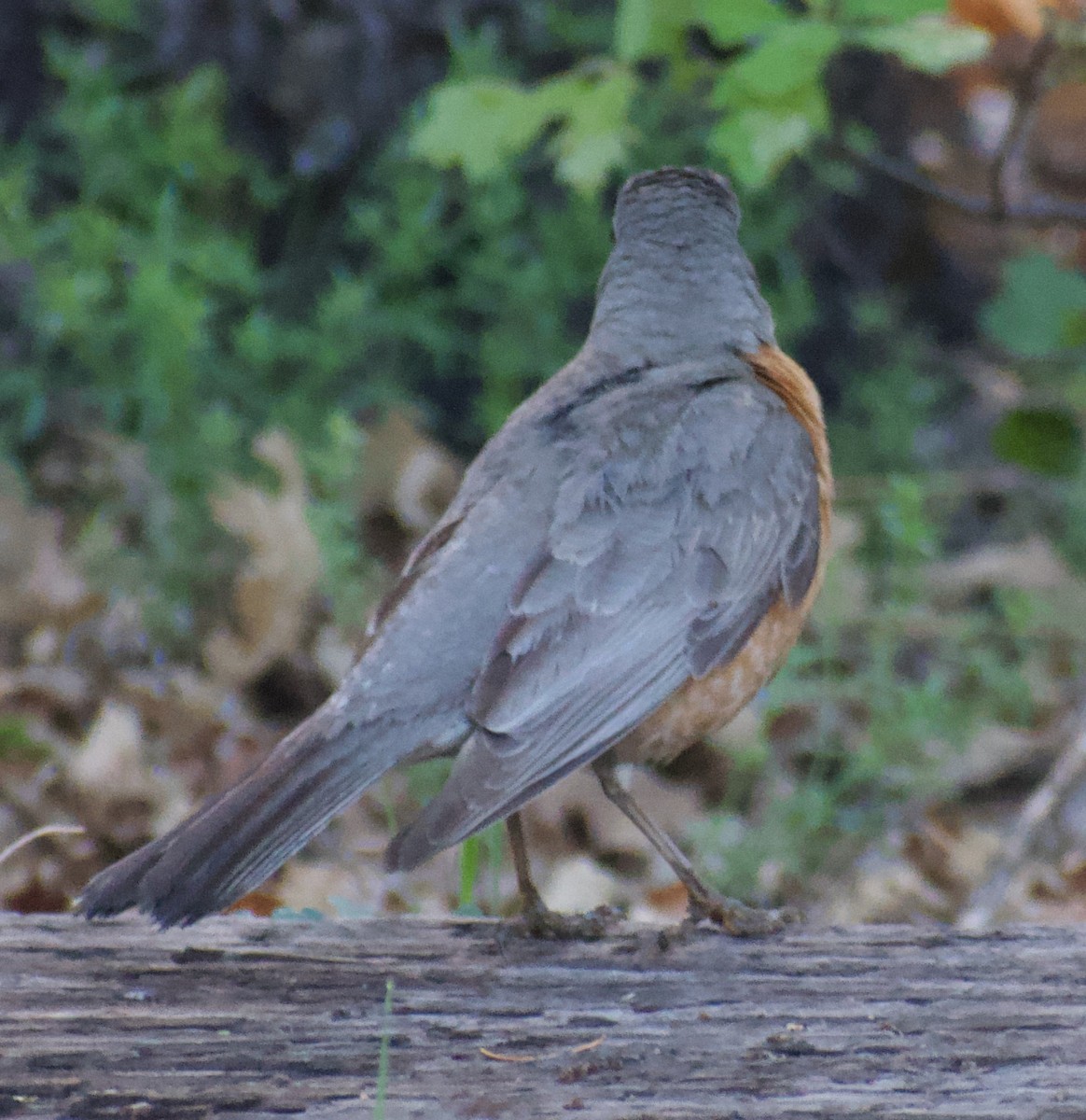 Zozo papargorria - ML455956191