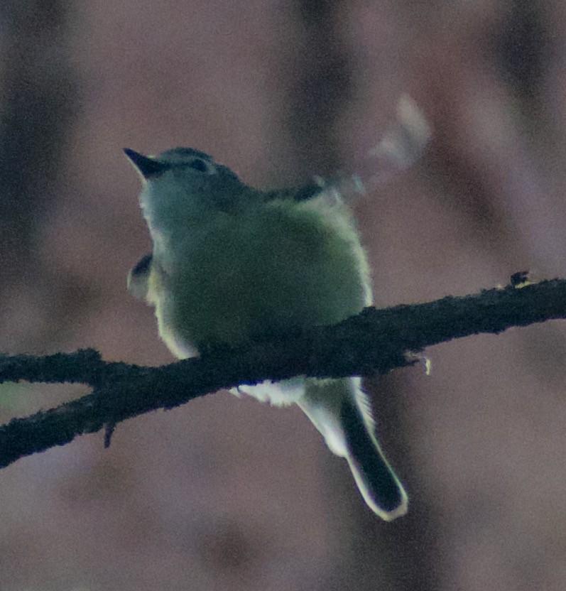 Cassin's Vireo - Asher Perla