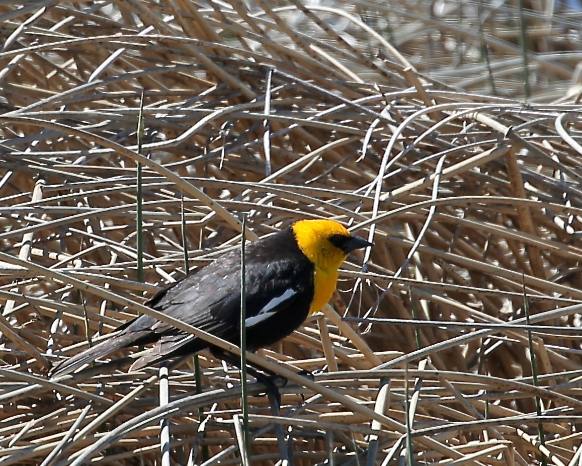 Yellow-headed Blackbird - ML455957001