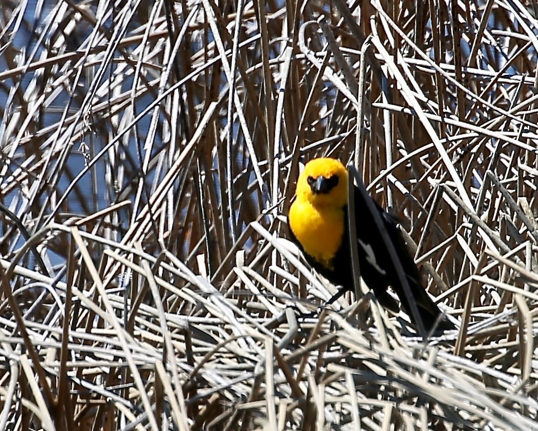 Yellow-headed Blackbird - ML455957021