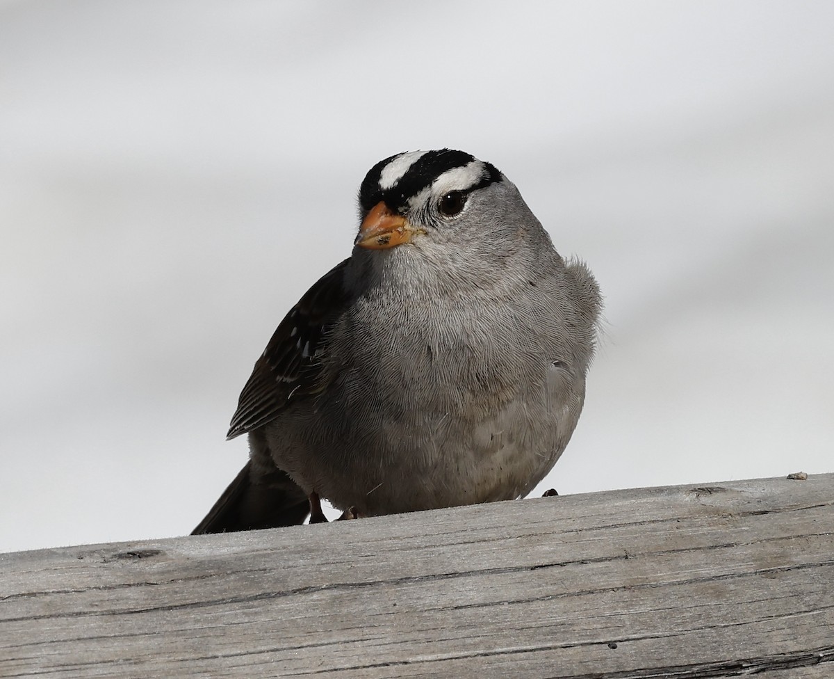 White-crowned Sparrow - Steve and Cyndi Routledge