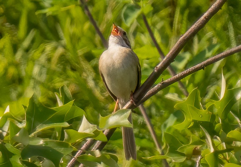 Clay-colored Sparrow - ML455957711