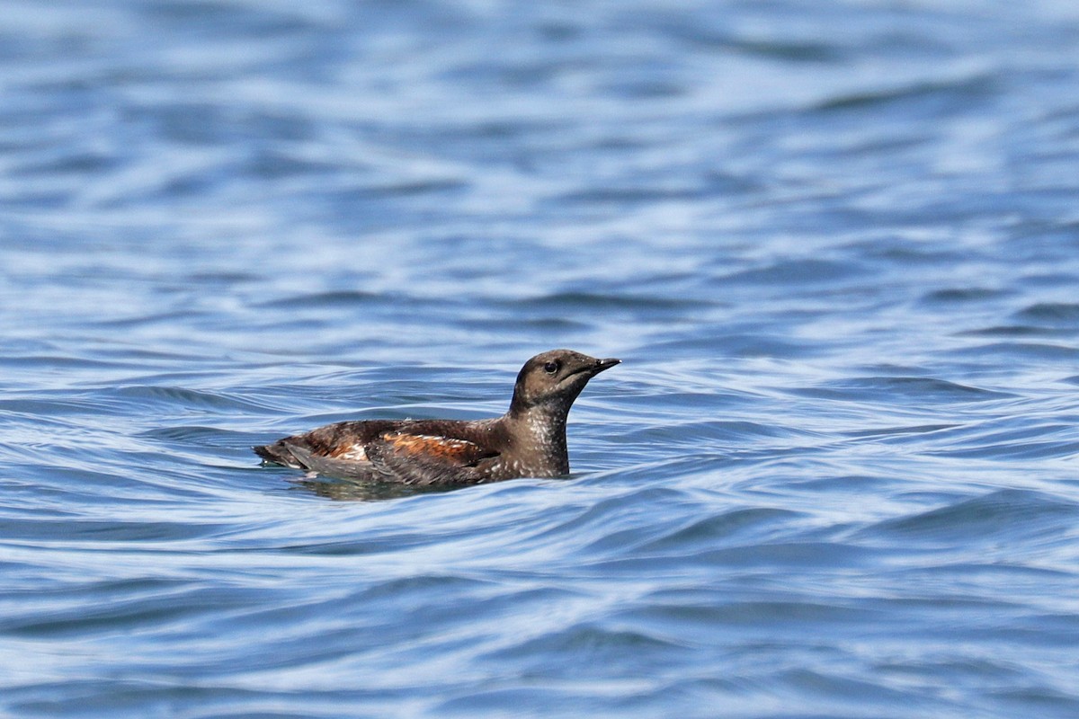 Guillemot marbré - ML455959181