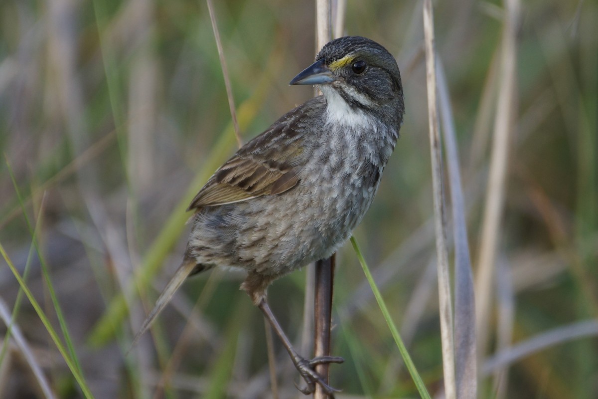 Seaside Sparrow - ML455960091