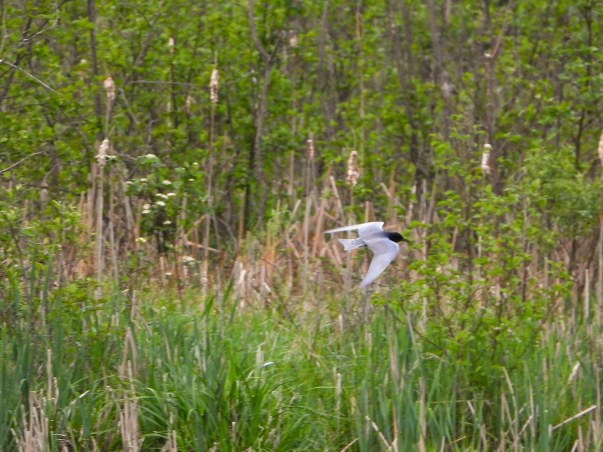 Black Tern - ML455960331