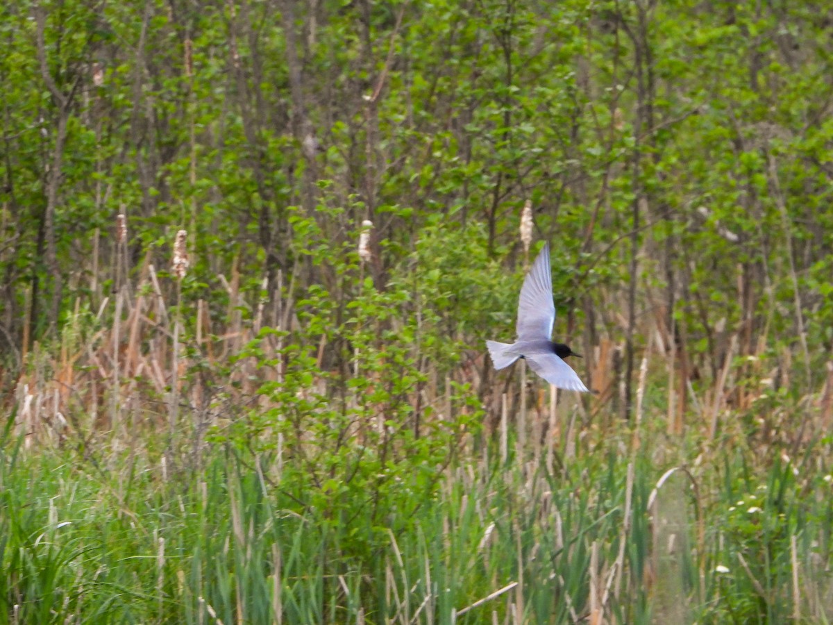 Black Tern - Samuel Burckhardt