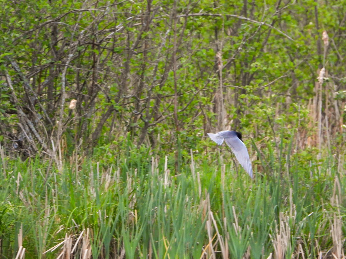 Black Tern - ML455960381