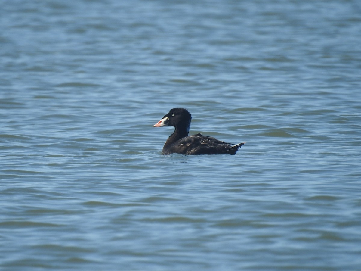 Surf Scoter - Marybeth Lima