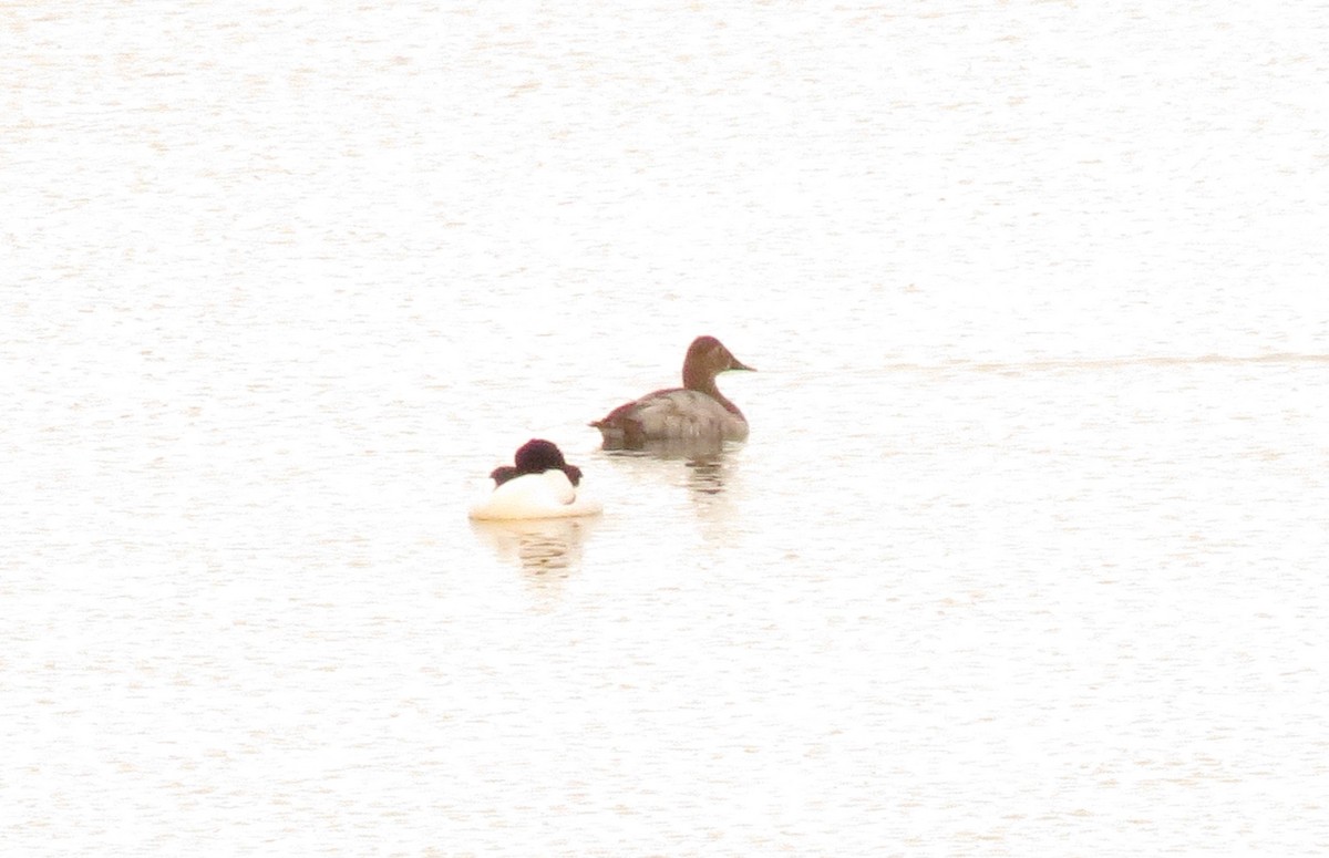 Canvasback - ML45596221