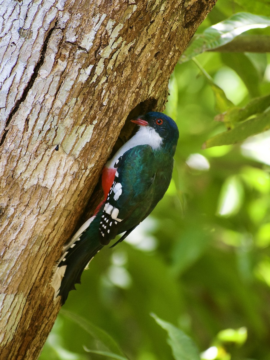 trogon kubánský - ML455962871