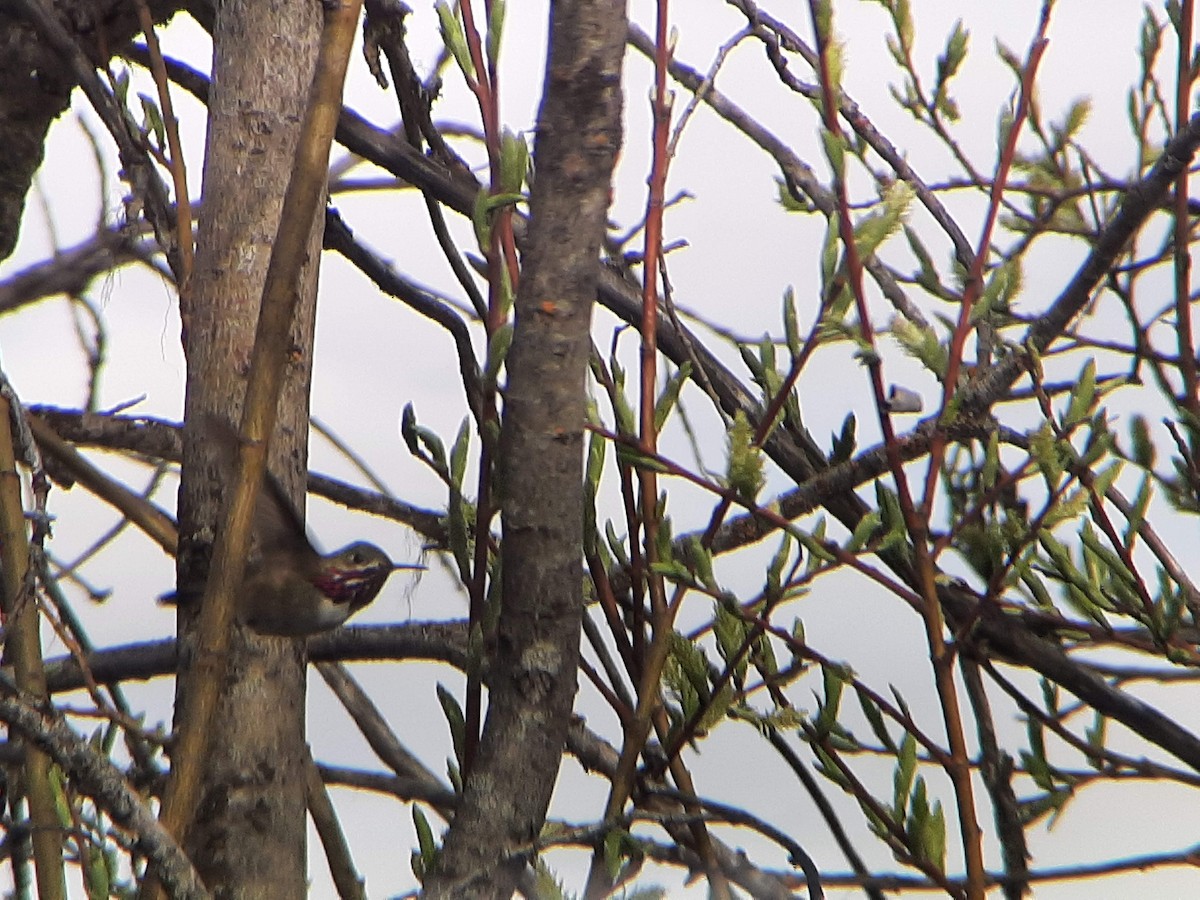 Calliope Hummingbird - ML455963711