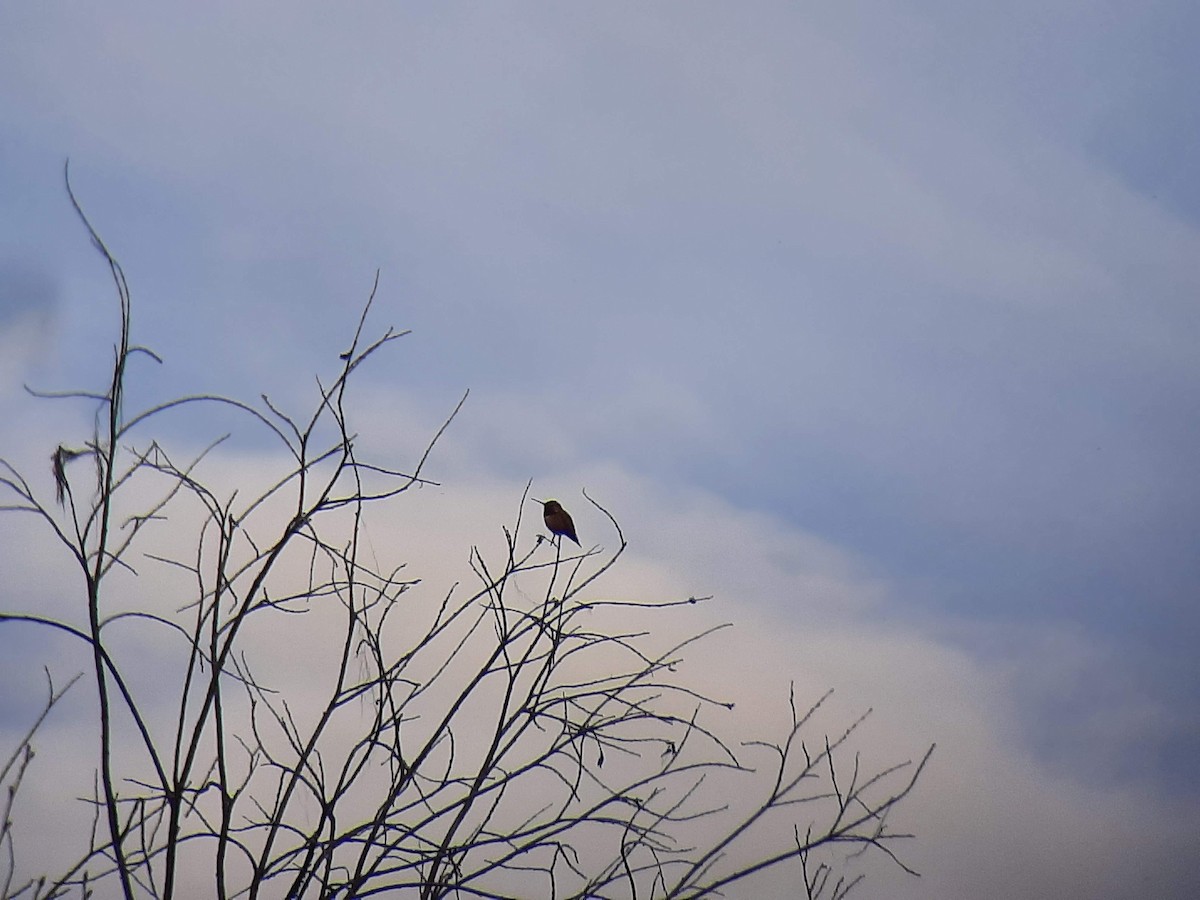 Rufous Hummingbird - ML455963781