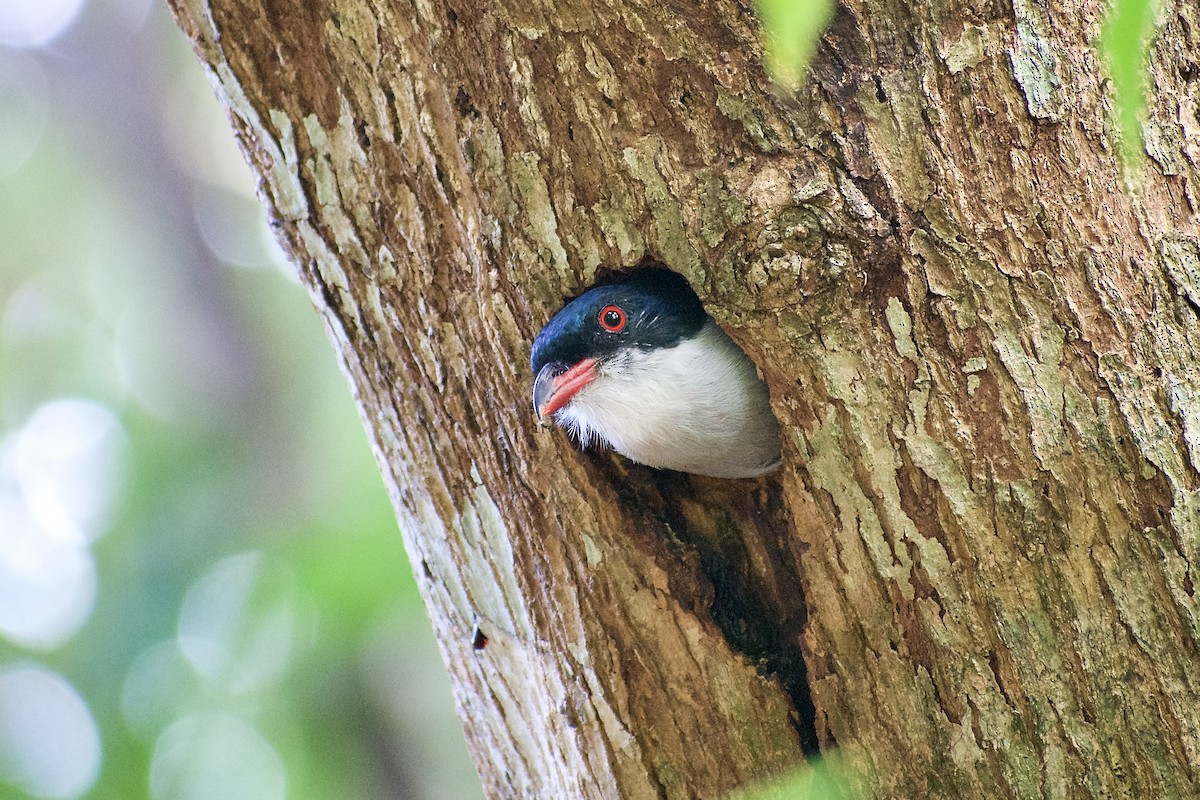 Trogon de Cuba - ML455964771