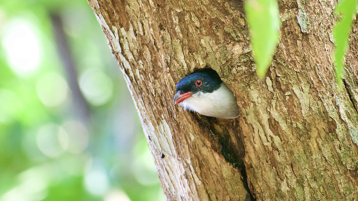 Trogon de Cuba - ML455965711