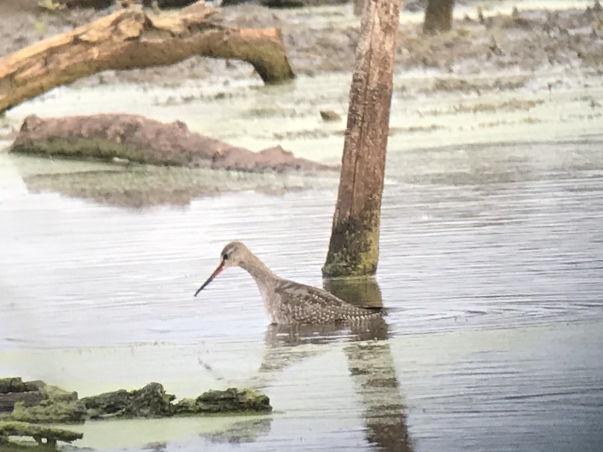 Spotted Redshank - ML455966431